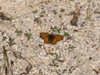 Kleiner Perlmutterfalter